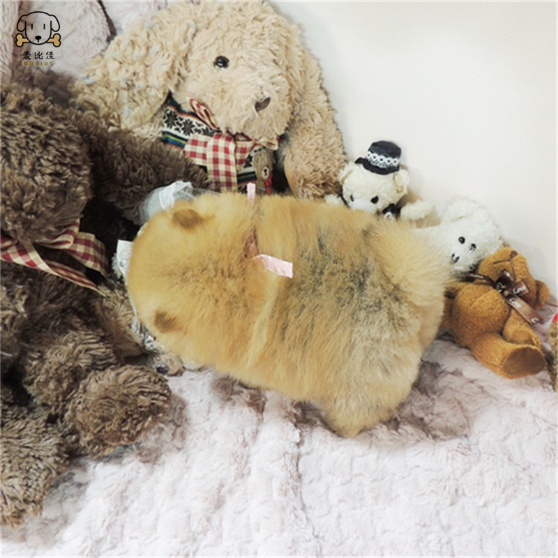 麦比佳 狗狗活体 纯种博美犬幼犬活体宠物狗狗哈多利系球体博美狗 玩具型博美犬茶杯犬长不大博美日系俊介犬 视频挑选高清大图