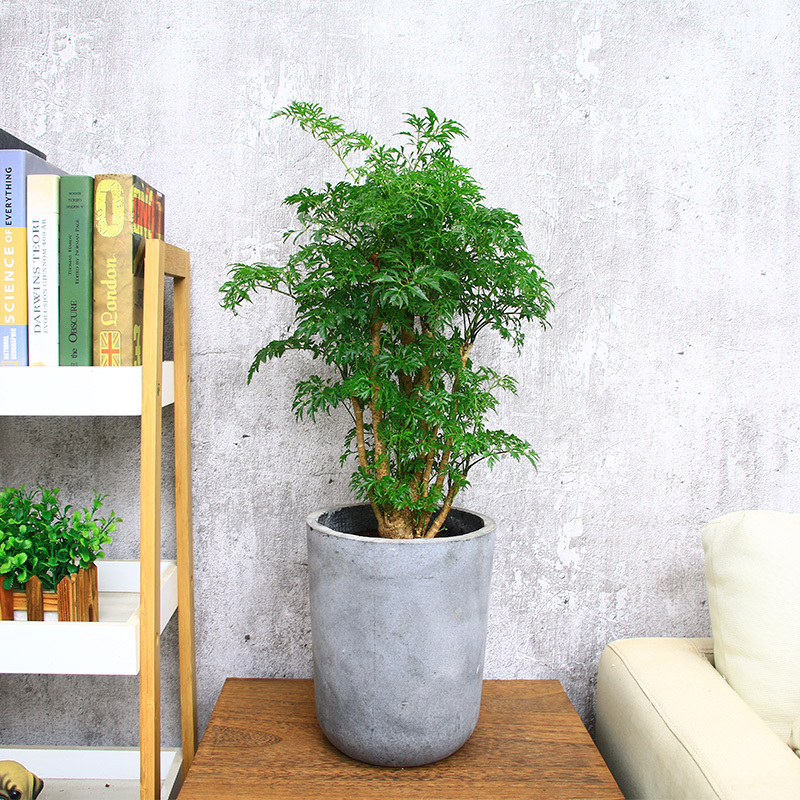 小型细叶盆栽乔迁新居室内客厅吸收甲醛净化空气绿植