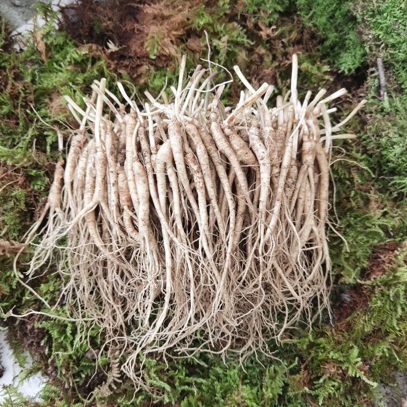 东北长白山新鲜小人参煲汤泡酒现挖湿人参鲜参炖汤小