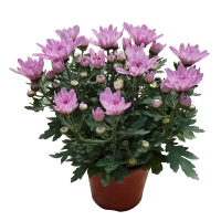 莱州格润 菊花盆栽花卉多头菊雏菊鲜花盆栽阳台室外室内庭院花苗千头菊带花绿植四季花卉茉莉盆