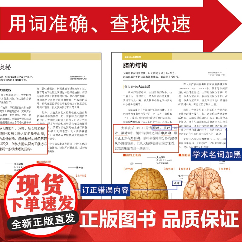 3D人体解剖图200个精密3D图例人体肌肉解剖运动解剖学断层局部解剖学图谱教材卫生解剖生理学专业基础医学图谱人体解剖学书高清大图