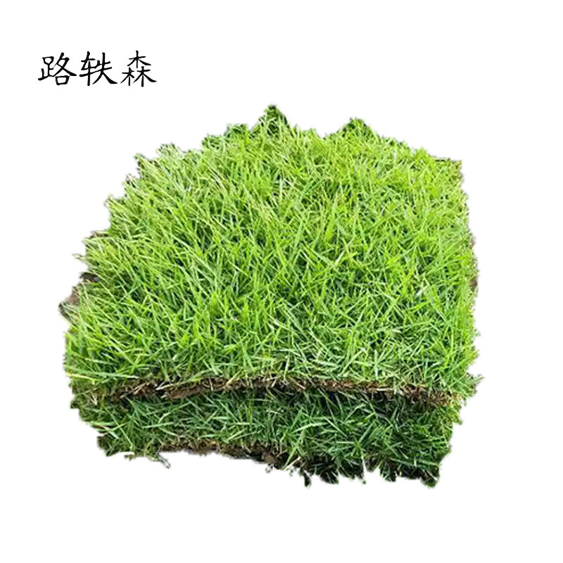 路轶森 马尼拉草皮 100*100cm 平方米高清大图