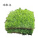 路轶森 马尼拉草皮 100*100cm 平方米