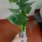 观叶植物 龟背竹 水培 水生 水养 室内盆栽绿植 龟背竹专用营养液/6支装 不含盆