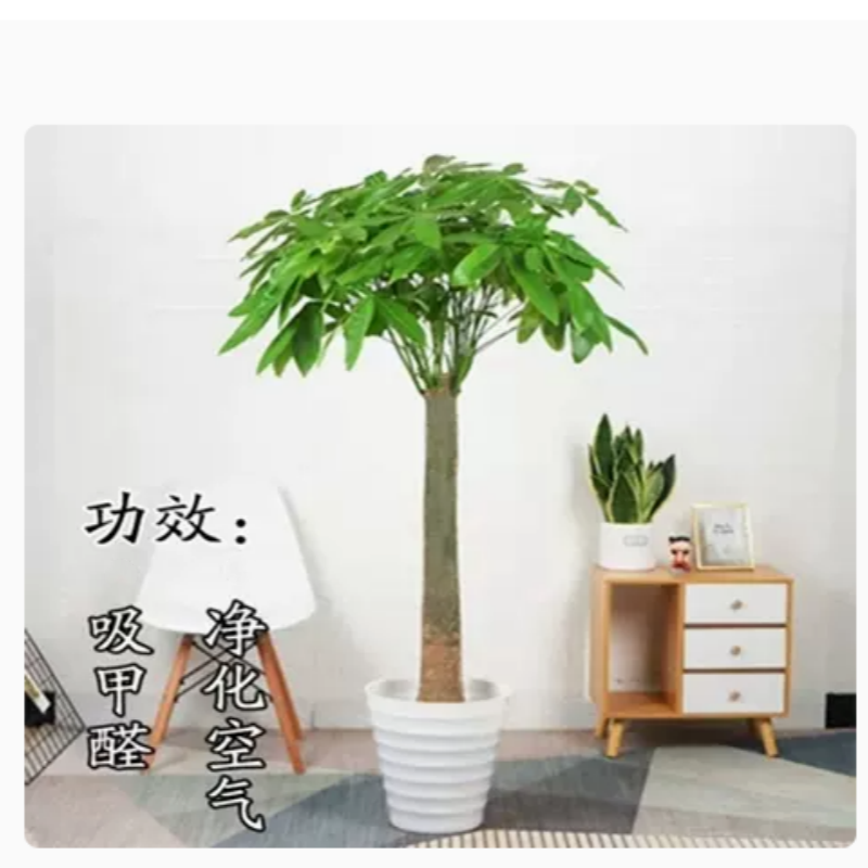 发财树大棵客厅大盆栽大型绿植 1.4-1.5米独杆款(螺纹盆 +专用土)+彩带+肥高清大图