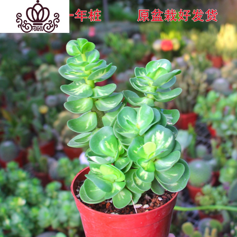 封后金钱木多肉植物金钱木老桩多年多头绿植盆栽桌面花卉带盆栽好金钱木锦一年老桩塑料原盆带盆栽好参数配置 规格 性能 功能 苏宁易购