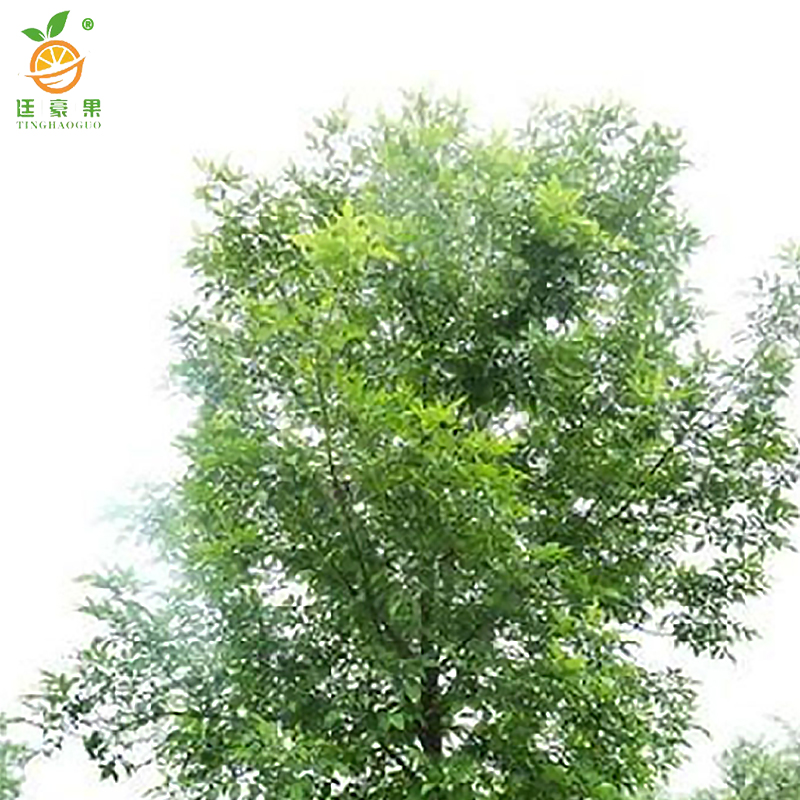 廷豪果 白腊树 5公分 /棵高清大图