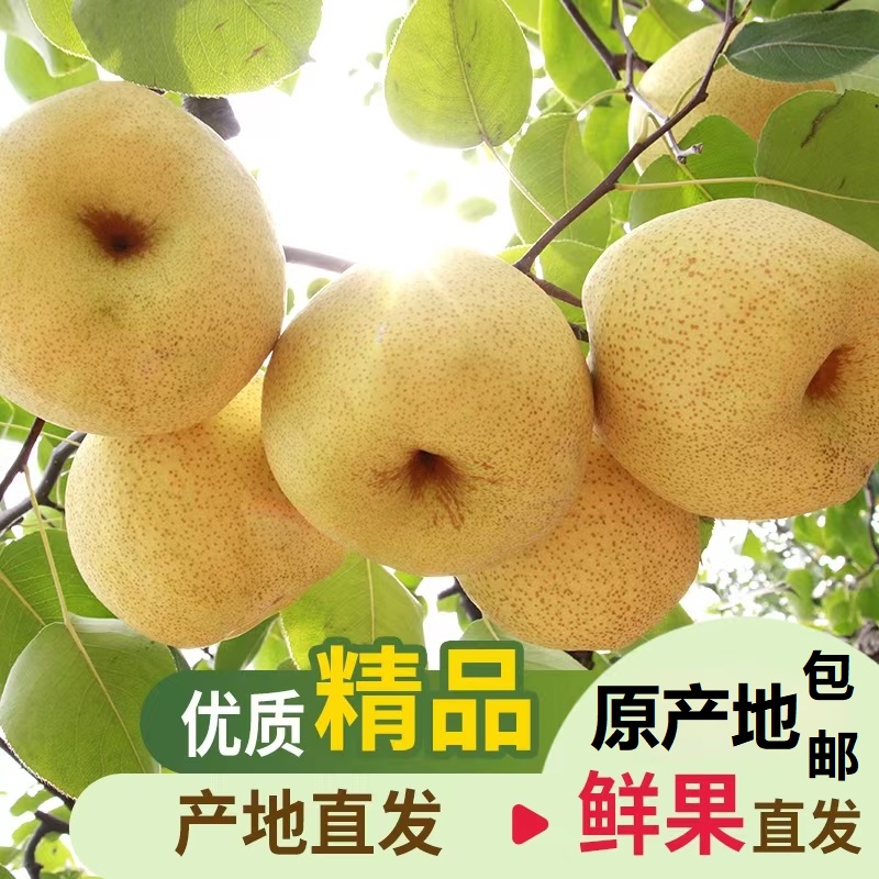 安徽砀山酥梨甜脆多汁可口梨子净重9斤新鲜当季果园直采砀山脆梨水果礼品装福利采购高清大图