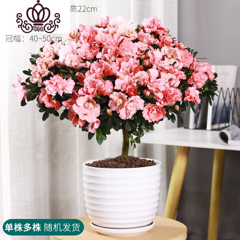 封后鹃花盆栽四季开花室外大阳台花卉盆栽易活植物带花室内好养的花 5年超大颗-粉杜鹃[24#大白瓷]高50-60cm 含盆