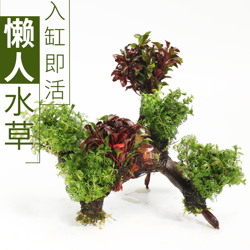 鱼缸装饰造景套餐真水沉木后景缸植物淡水小水榕养鱼懒人高清大图