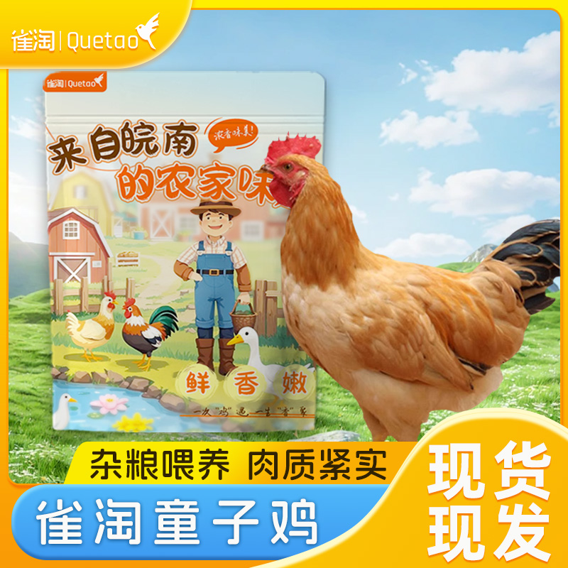雀淘 皖南童子鸡650克/只 3只装 农家慢养走地鸡新鲜现杀整只顺丰发货