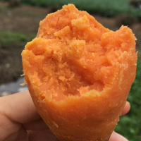 芮瑞 农家红薯 黄瓤地瓜番薯 西瓜红蜜薯 新鲜蔬菜 约1250g