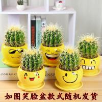 金虎仙人球盆栽室内花卉绿植多肉植物盆栽除甲醛绿色植物仙人掌办公室花卉绿植物笑脸盆金虎仙人球套餐如图款式花盆随机货
