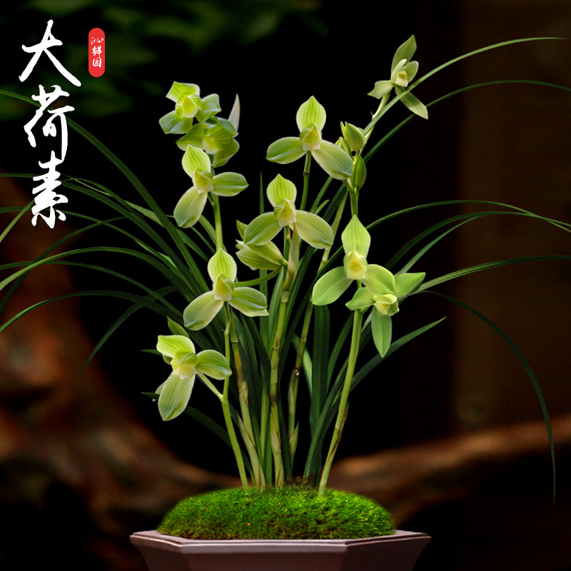 名贵兰花大荷素老种国兰盆栽绿植室内带花苞兰草>点击前往购买评价