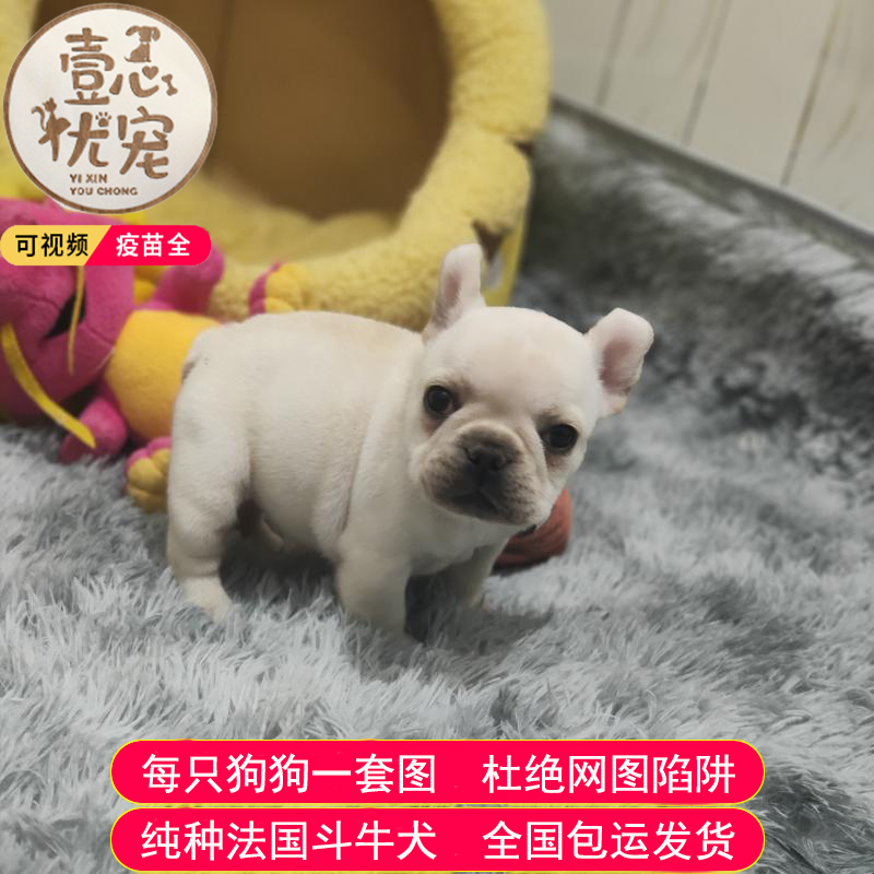 壹心优宠狗狗 壹心优宠出品 法国斗牛犬法斗法牛幼犬活物狗狗萌宠物狗长不大小型犬纯种狗纯双血统奶油幼犬黑白奶白花色 滑板狗时尚宠儿三号母 价格图片品牌报价 苏宁易购甲乙丙丁宠物专营店