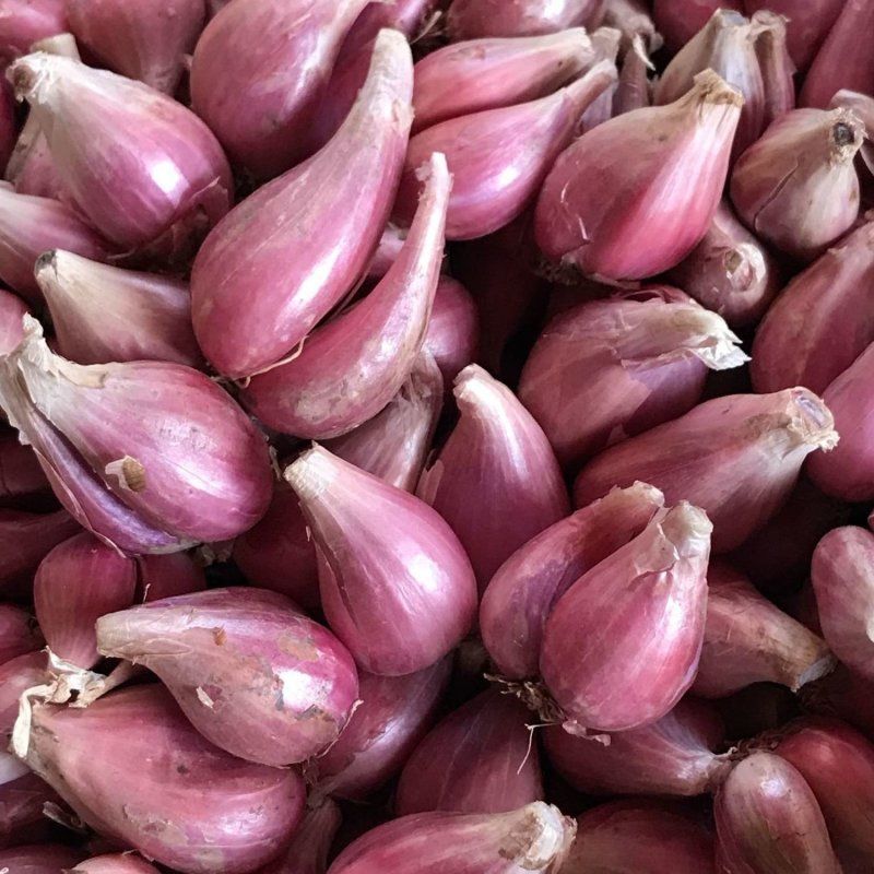 赛卡伊葱姜蒜椒 赛卡伊 四川红葱头种 特香火葱头