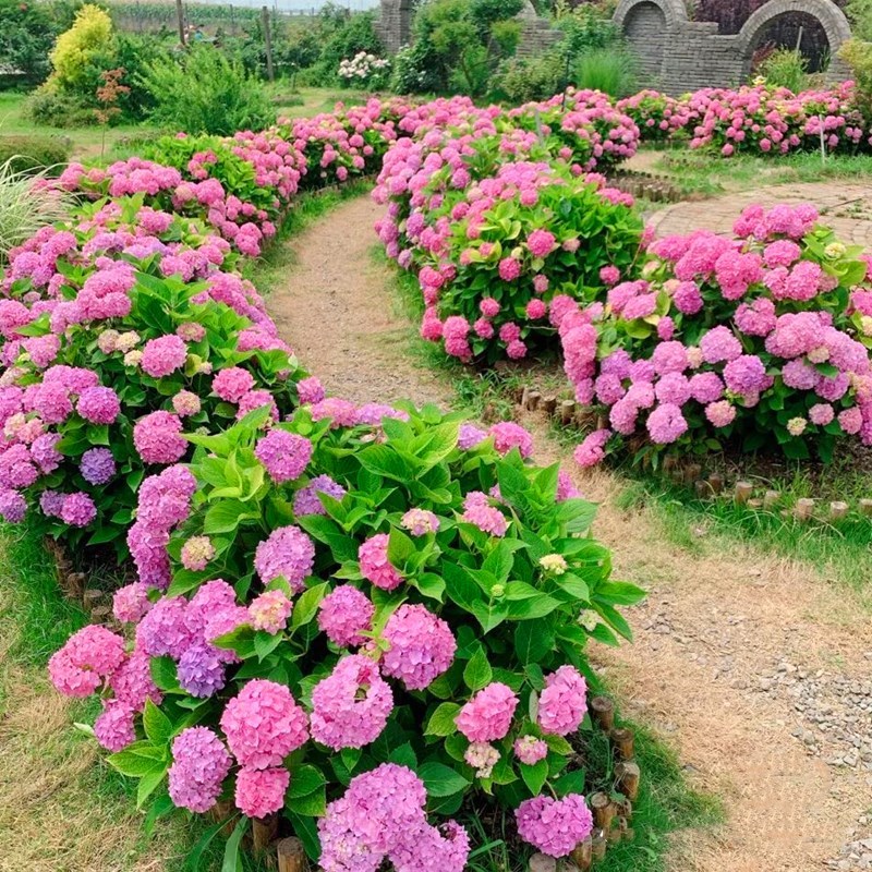 花卉绣球花苗盆栽无尽夏阳台庭院别墅花园植物多年生四季耐寒