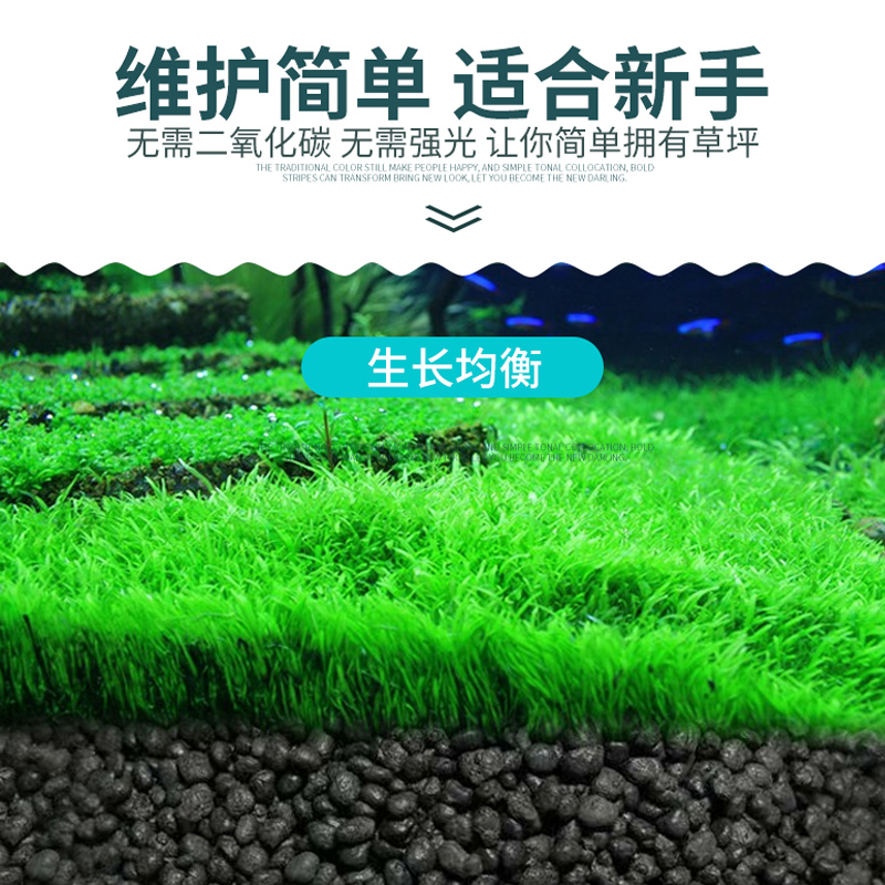 鱼缸水种子牛毛真植物鱼缸造景装饰懒人净化水质的种籽高清大图