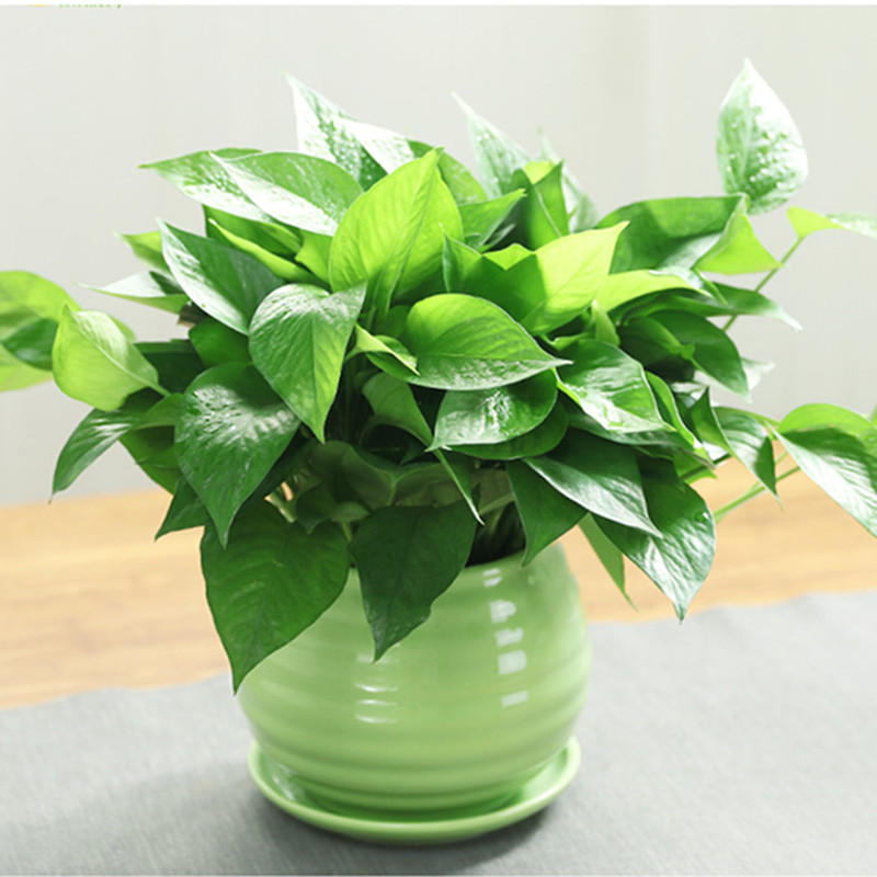 办公空间绿植花卉摆租小绿萝株高2030cm