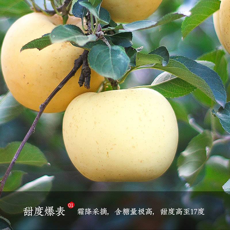 鲜贝达 精选奶油富士5斤装大果[净重4.5斤][约6-9个]