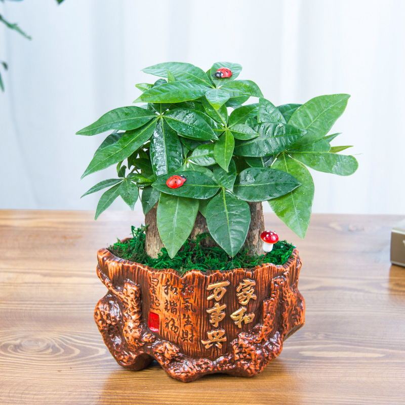 装饰必备发财树盆栽室内花卉盆栽办公室招财盆栽发财树花卉单杆发财树