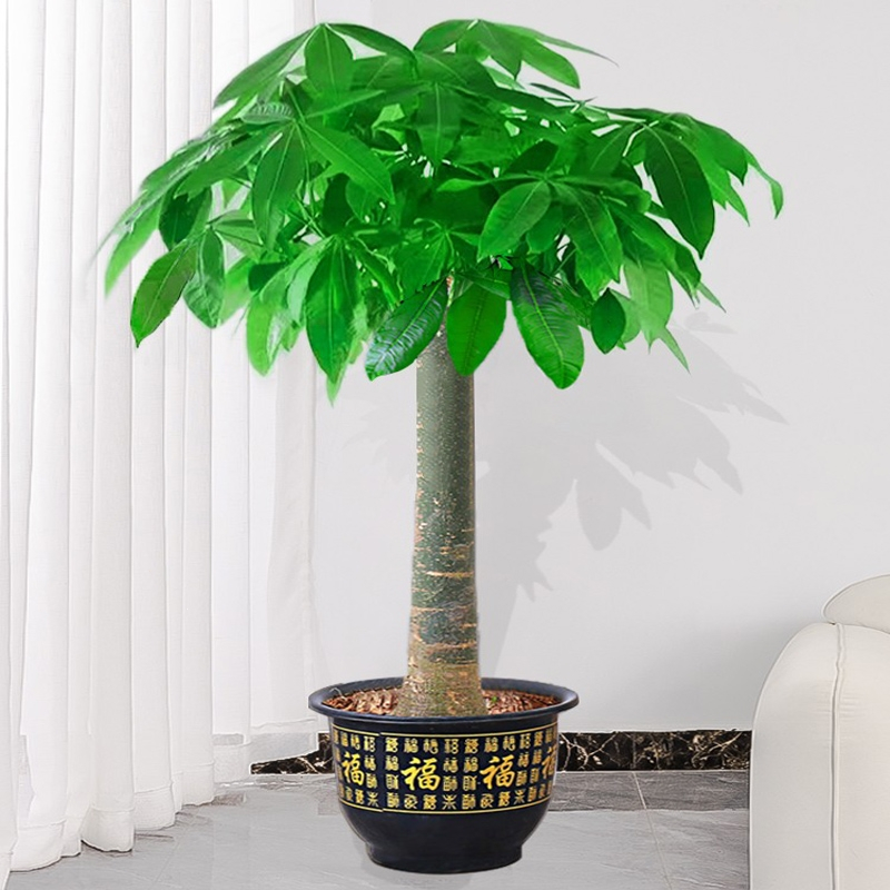 发财树小盆栽花卉植物桌面室内摆件弹痕四季好养绿植客厅树苗