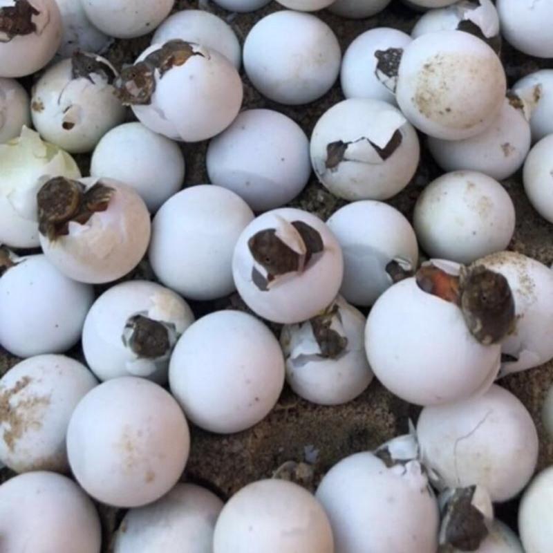 活体宠物可孵化蛋种蛋水鱼蛋甲鱼苗中华鳖日本蛋乌龟蛋受精甲鱼蛋甲鱼
