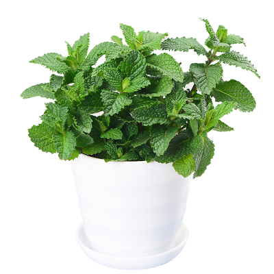 薄荷盆栽 室内可食用植物清新绿植 四季好养