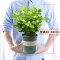 室内花卉观花植物四季好养的花开花不断净化空气绿植