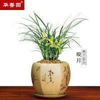 春兰【皎月】绿植花卉兰花苗银边金边复轮浓香耐花卉盆栽客厅阳台卧室办公桌室内皎月1棵6苗裸根货