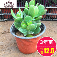 封后玉树盆栽苗老桩大叶玉树花植物多肉燕子掌室内客厅绿植花卉 玉树3年苗 不含盆