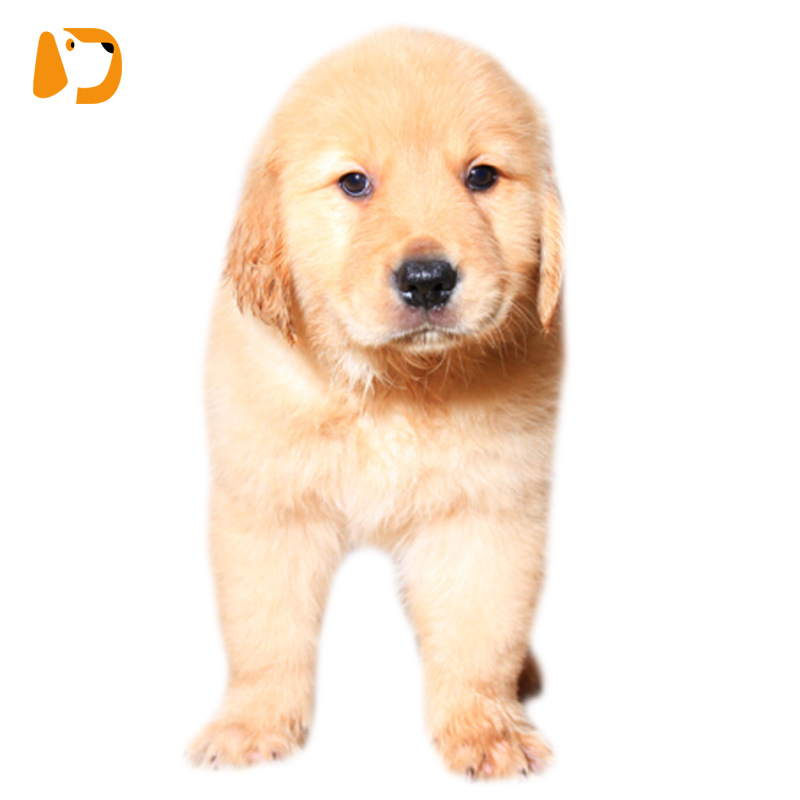 宠太萌 宠物狗活体幼犬 金毛活体 幼犬 金毛犬 全国发货 三个月宠物金毛狗狗 金毛血统ss级 公