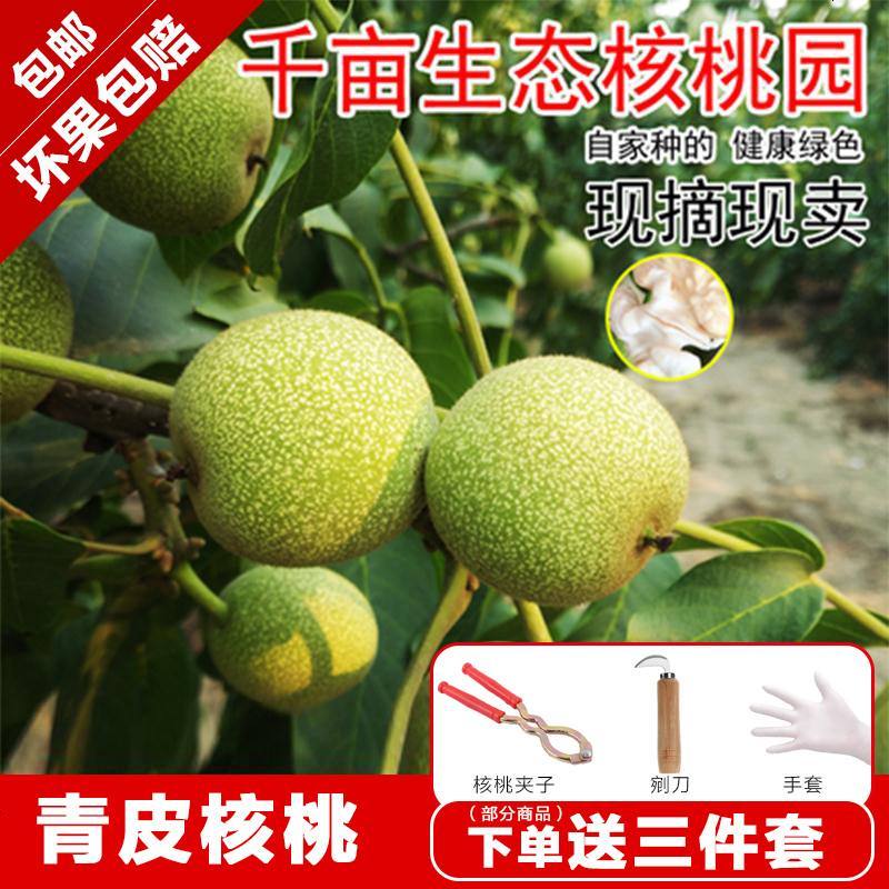 新货原味湿核桃薄皮生嫩新鲜绿皮去青皮核桃孕妇坚果现摘现发 带青皮核桃5斤(送三件套)