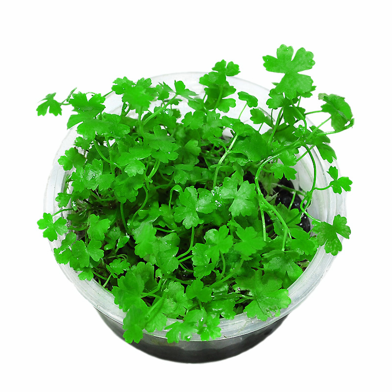 水鱼缸造景前景爬地矮珍珠天湖荽牛毛毡凤尾苔三角莫丝藻球 默认尺寸 天湖荽