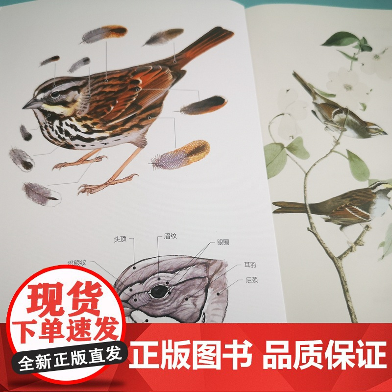 西布利观鸟指南 戴维·艾伦·西布利 著 常销20年的观鸟指南性读物 内容丰富的“观鸟圣经” 北京大学出版社 正版书籍