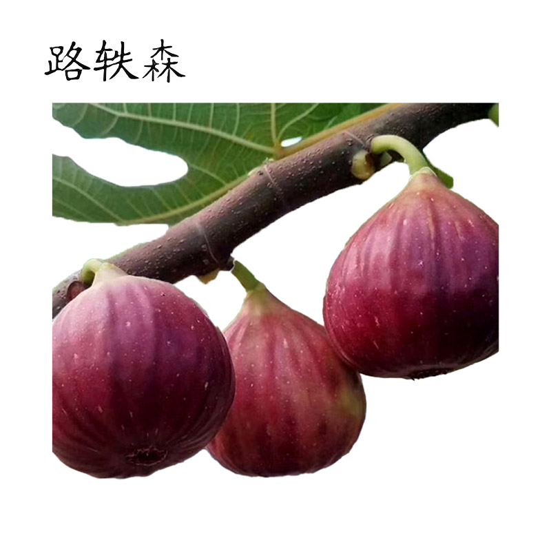 路轶森 果树树苗可选品种高度1m-1.2m 棵高清大图