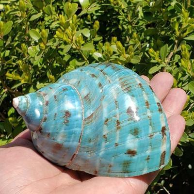 天然超大海螺贝壳绿嵘螺精品标本家居摆件鱼缸造景海螺贝壳工艺品 10cm左右