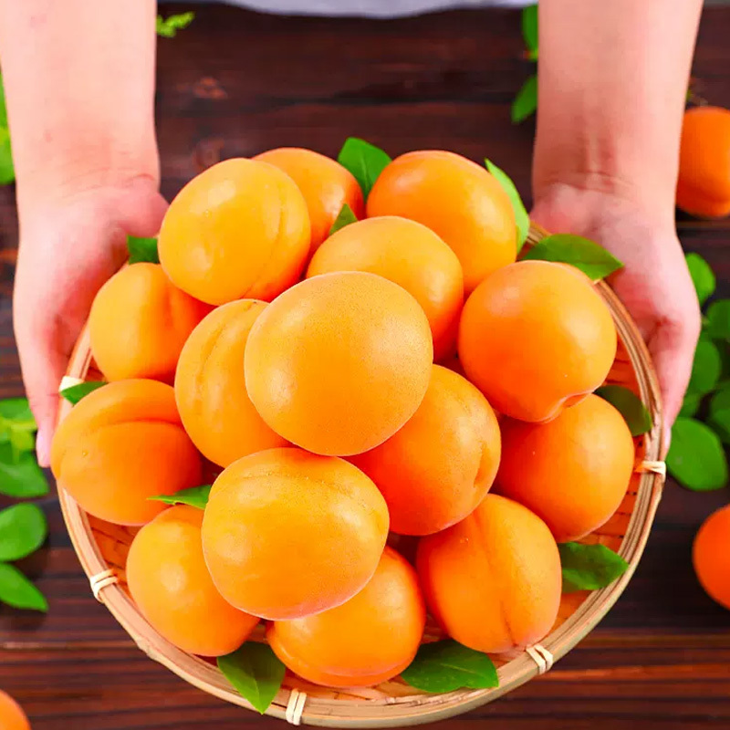 [苏鲜生]陕西大黄杏子新鲜水果 3斤 当季特大巨蜜金太阳杏酸甜杏子