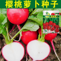 好润青樱桃萝卜种子 400粒袋装