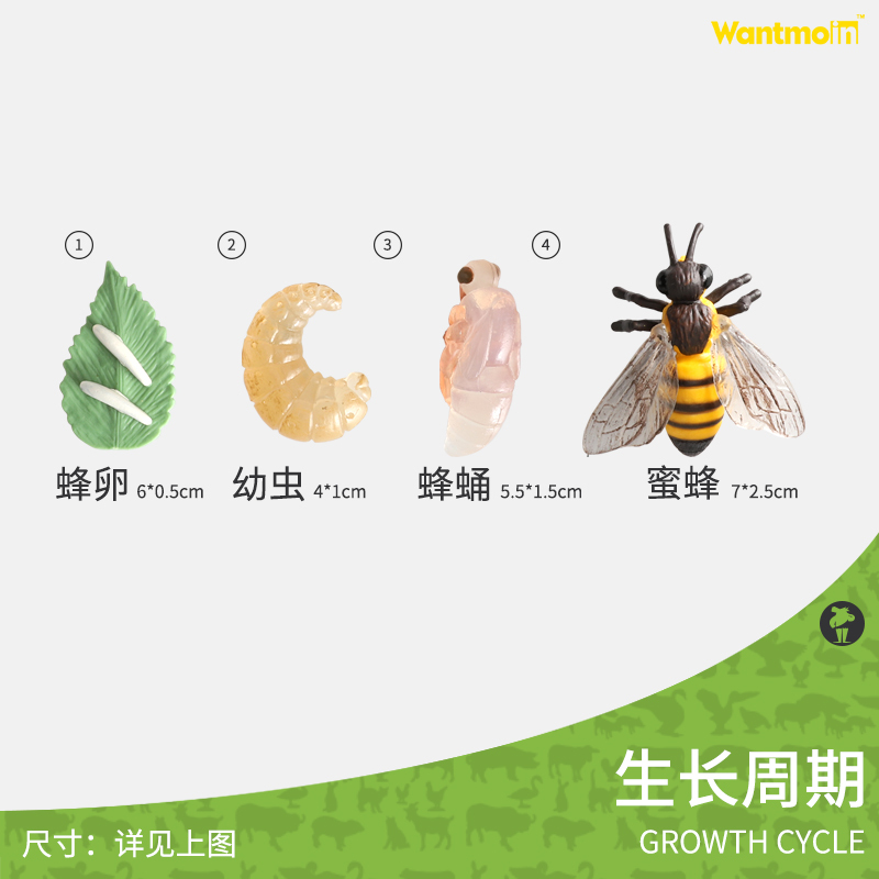 蝴蝶生长周期| 4只装 儿童仿真动物模型生长过程生命周期科教玩具蜘蛛瓢虫蜜蜂青蛙蝴蝶