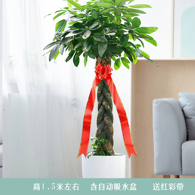 辫子发财树盆栽独杆大发财树步步高发财树幸福树大型绿植招财进宝