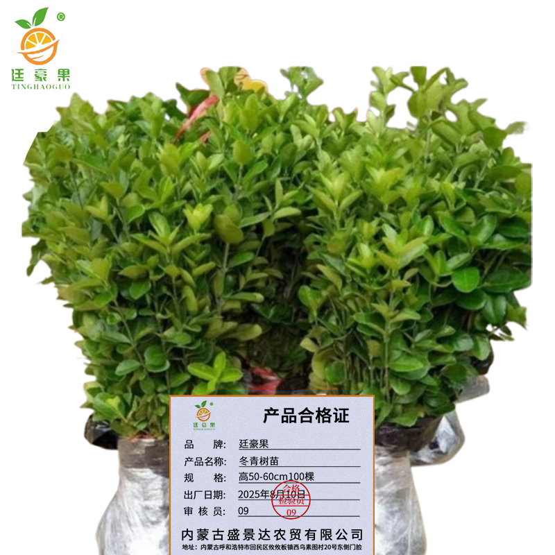 廷豪果 冬青树苗 高50-60cm 100棵/捆高清大图