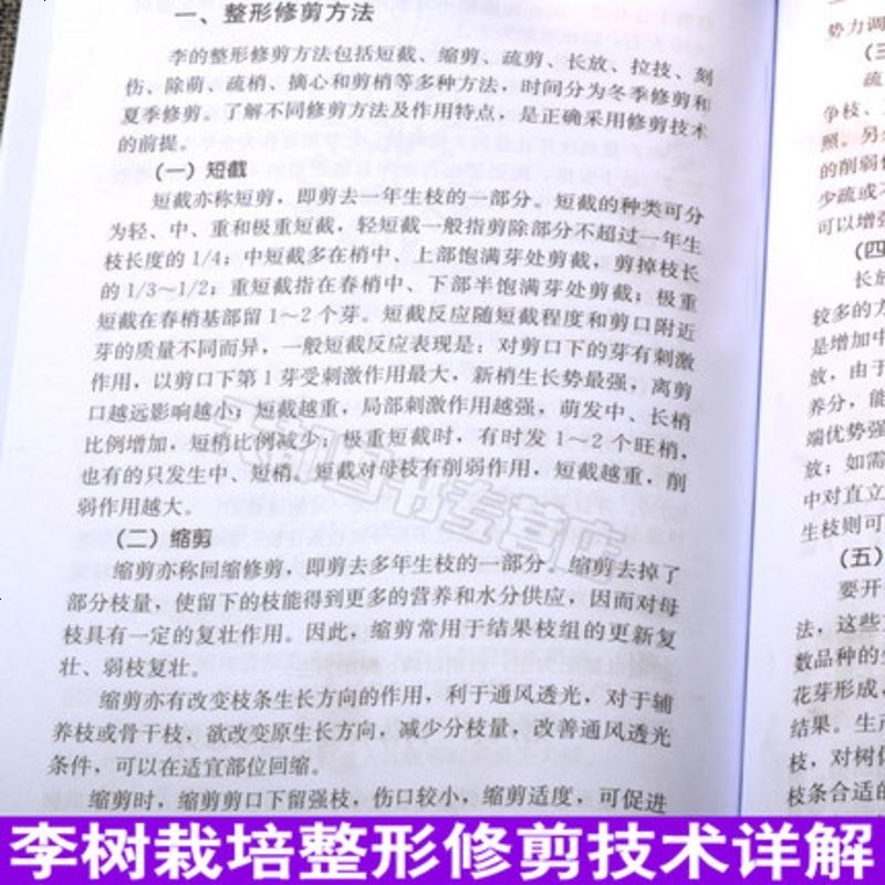 李高效栽培技术李子种植新技术李子树高效栽培技术大全桃李种植病虫害诊断与治防技术全书果树种植栽培技术书李子水肥一体化技