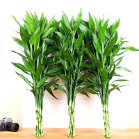 富贵竹(绿)