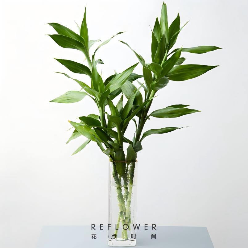 花点时间(Reflower) 竹报平安1束 富贵竹 (收到订单后的72h内发货)*高清大图