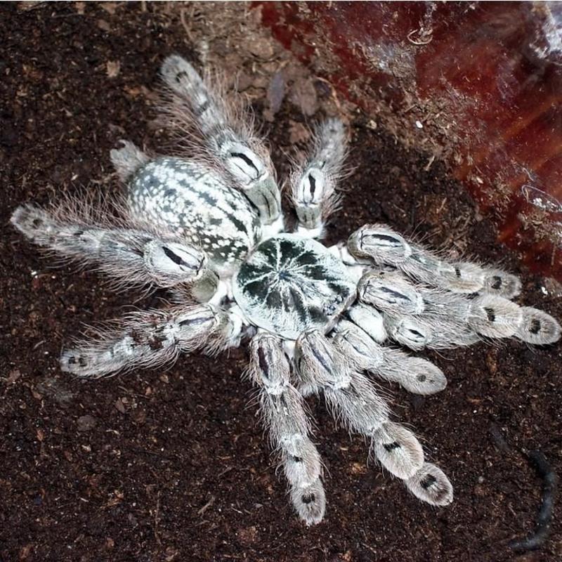 1厘米 无饲养套餐 多哥星团巴布蜘蛛4cm小母巴布活体宠物蜘蛛爬虫