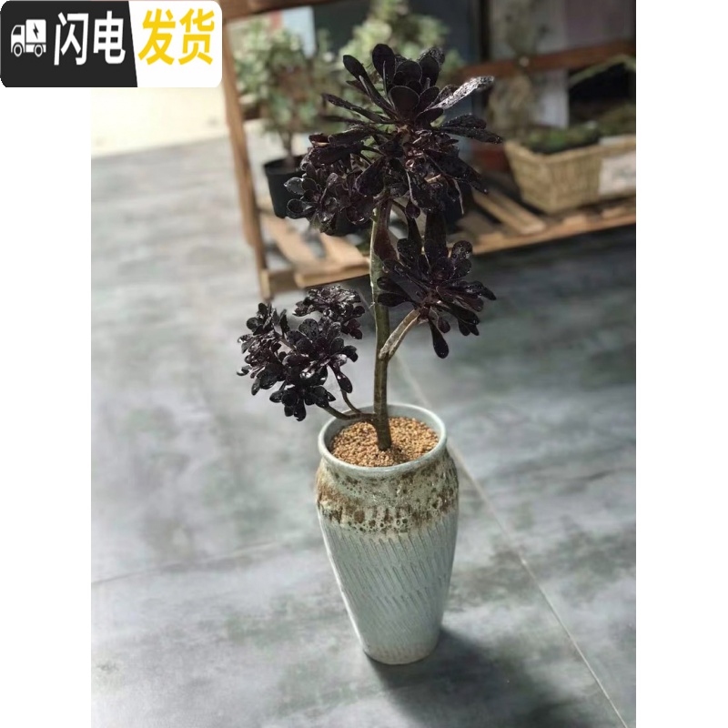 三维工匠法师老桩盆多肉花盆高筒陶瓷大号粗陶透气特大陶罐花盆 G8-447 23-25CM花盆容器高清大图