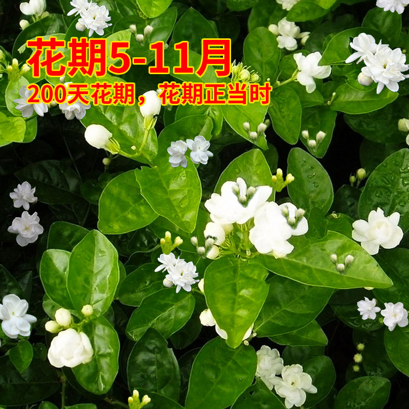 茉莉花苗盆栽带花苞九里香老桩驱蚊花卉植物室内浓香四季开花好养高清大图