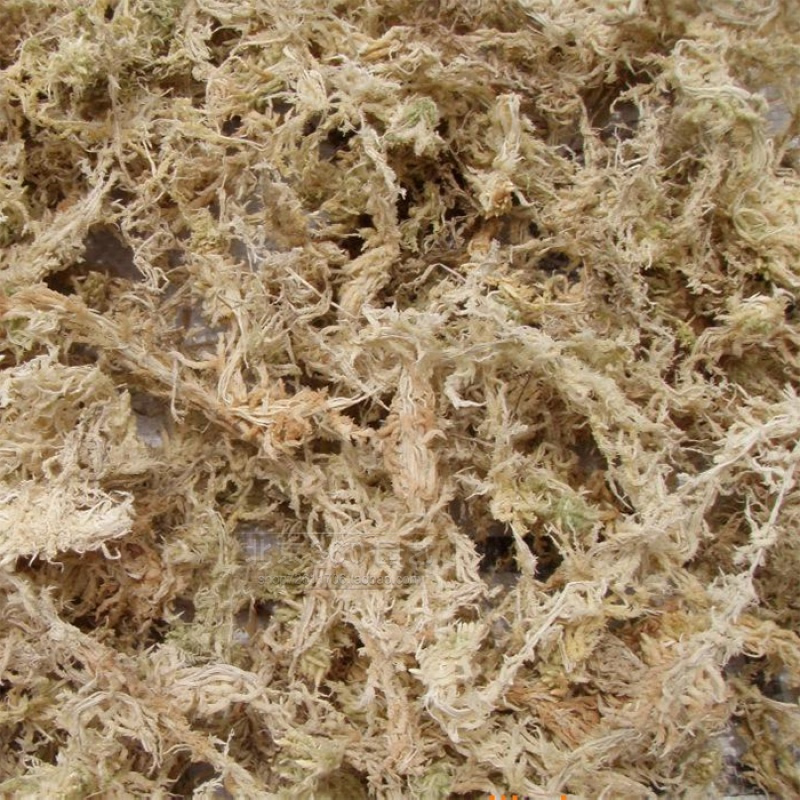 水苔包邮 蝴蝶兰专用土 兰花用苔藓干水苔 多肉食虫植物微景观