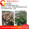 花泥营养土养花土 月季种植土通用型君子兰土兰花土专用土盆栽